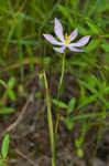 Nuttall's pleatleaf